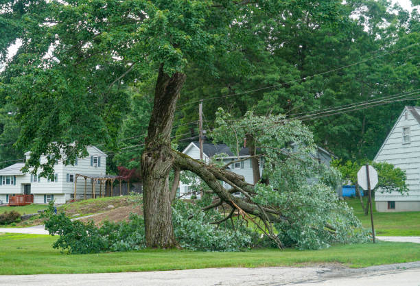 Best Tree Trimming and Pruning  in Pigeon, MI